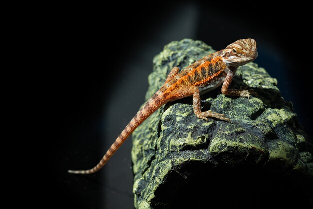 Dragón barbudo en el suelo con fondo borroso