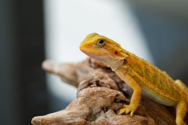 Dragón barbudo en el suelo con fondo borroso