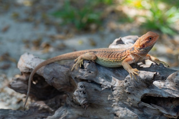 Dragón barbudo en el suelo con fondo borroso