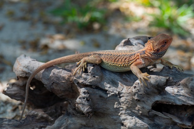 Dragón barbudo en el suelo con fondo borroso