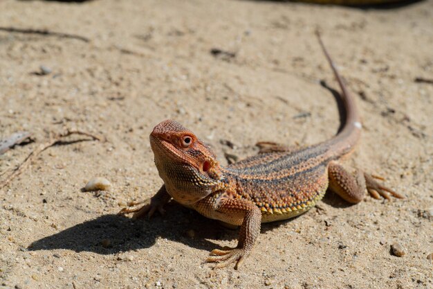 Dragón barbudo en el suelo con fondo borroso