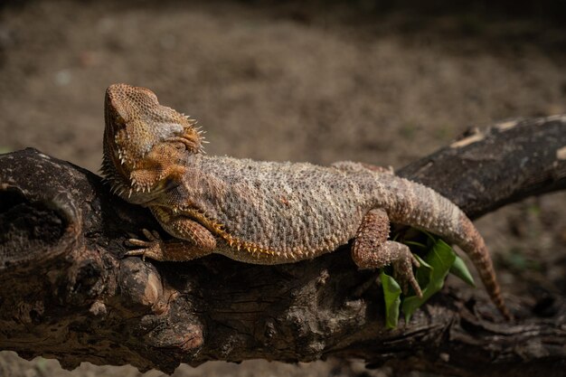 Dragón barbudo en el suelo con fondo borroso