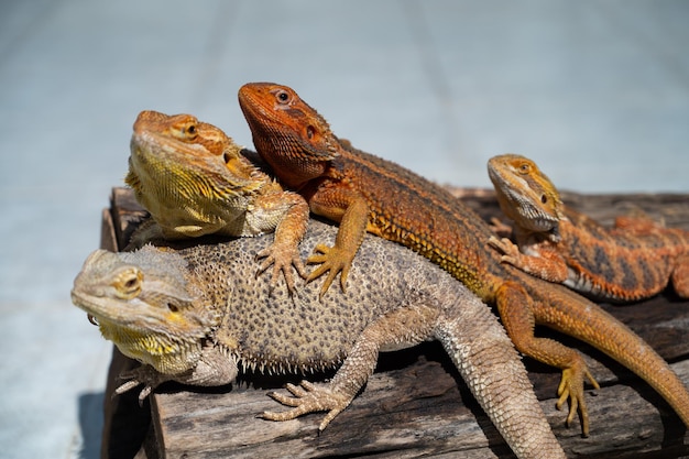 Dragón barbudo en el suelo con fondo borroso