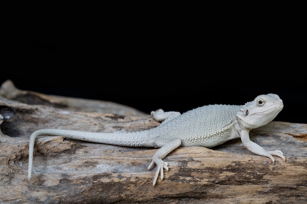 Dragón barbudo en suelo con fondo negro