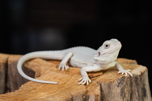 Dragón barbudo en suelo con fondo negro