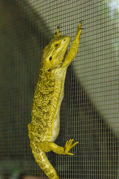 Dragón barbudo en el zoológico