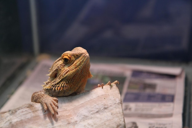 Dragón barbudo en el zoológico