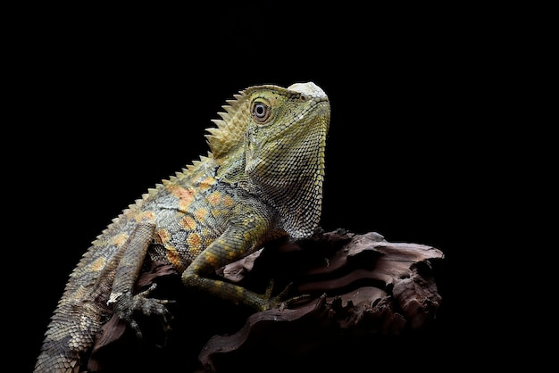 Dragón del bosque de Boyd (Lophosaurus boydii) en la corteza de los árboles