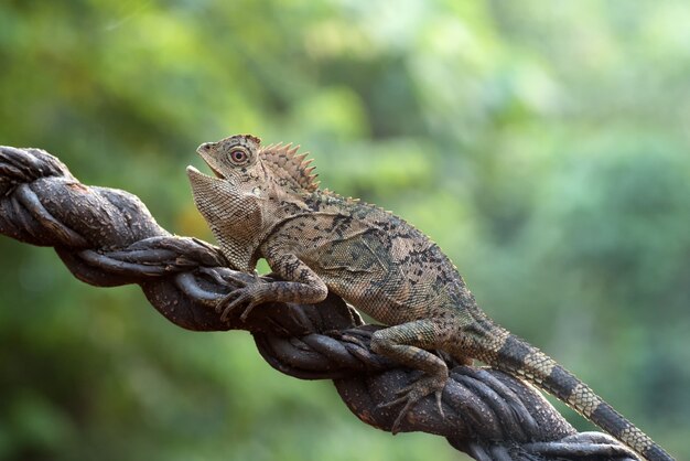 Dragón del bosque hembra en la rama de un árbol