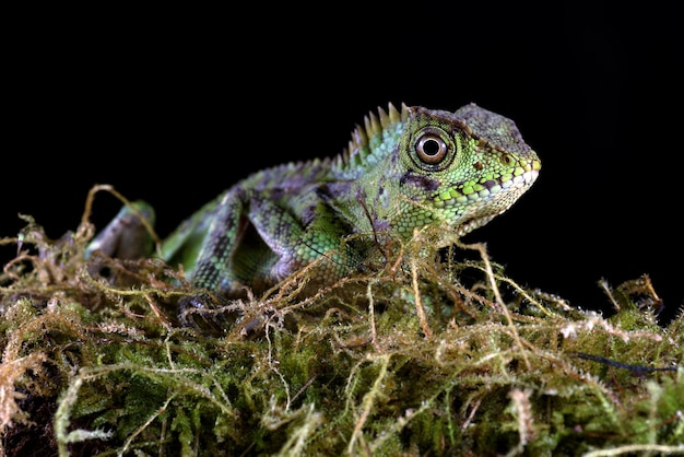 Dragón del bosque de Sumatra en fondo negro