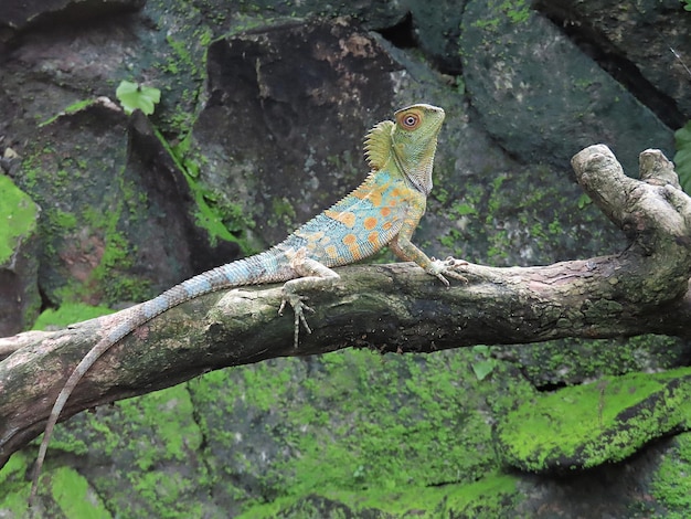 Foto dragón colorido del bosque en la isla de bali indonesia