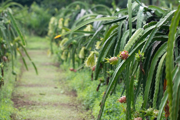 Dragón crudo fresco en la granja o fruta de Pitahaya que crece en la granja orgánica