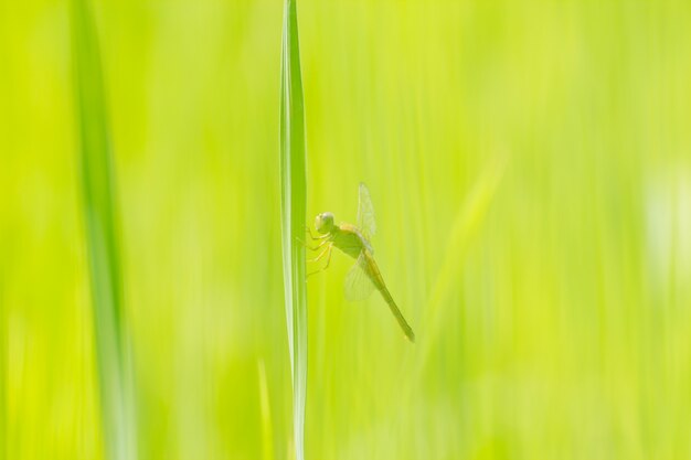 Dragon-fly On Leaf