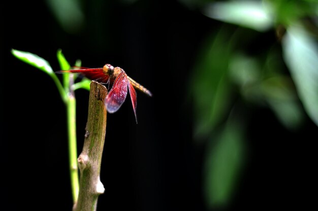 Foto dragon fly