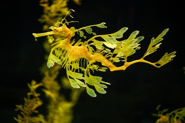 El dragón frondoso phycodurus eques bajo el agua