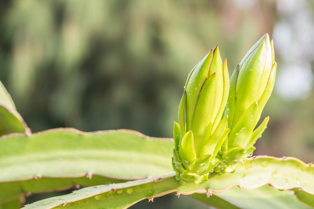 Dragon Fruit brotes en las ramas.