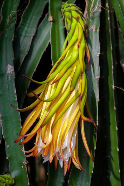 Dragon fruit Hylocereus Undatus está floreciendo Esta flor tipo cactus florece de noche y se dobla durante el día