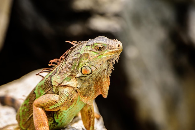 Dragón Iguana de cerca Iguanas calentándose al sol sobre rocas volcánicas