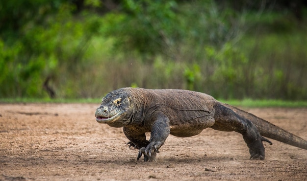 El dragón de Komodo corre por el suelo. Indonesia. Parque Nacional de Komodo.