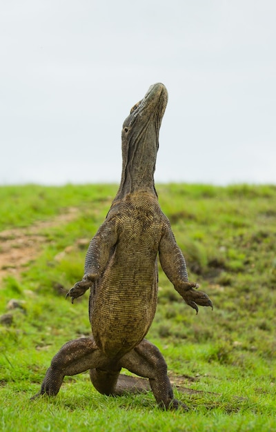 El dragón de Komodo está de pie sobre sus patas traseras. Indonesia. Parque Nacional de Komodo.