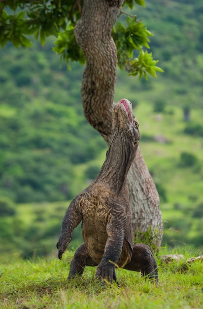 El dragón de Komodo está de pie sobre sus patas traseras. Indonesia. Parque Nacional de Komodo.