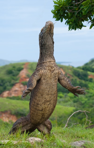 El dragón de Komodo está de pie sobre sus patas traseras. Indonesia. Parque Nacional de Komodo.