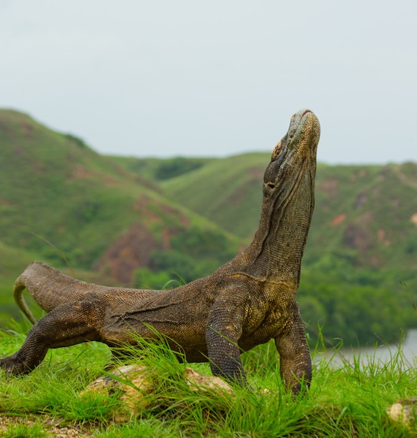 El dragón de Komodo está sentado en el suelo con el telón de fondo de un paisaje impresionante. Indonesia. Parque Nacional de Komodo.