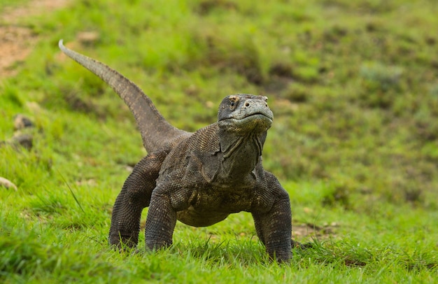 El dragón de Komodo está en el suelo. Indonesia. Parque Nacional de Komodo.