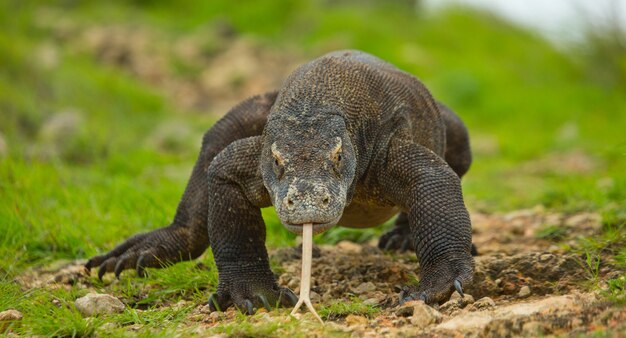 El dragón de Komodo está en el suelo. Indonesia. Parque Nacional de Komodo.