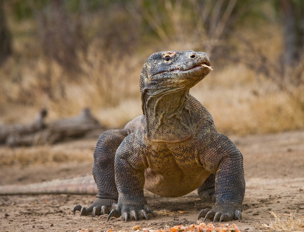 El dragón de Komodo está en el suelo. Indonesia. Parque Nacional de Komodo.