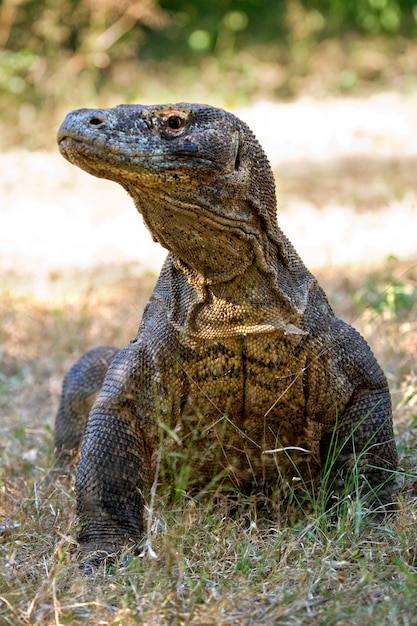 El dragón de Komodo está en el suelo. Indonesia. Parque Nacional de Komodo.