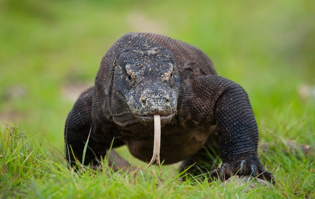 El dragón de Komodo está en el suelo. Indonesia. Parque Nacional de Komodo.