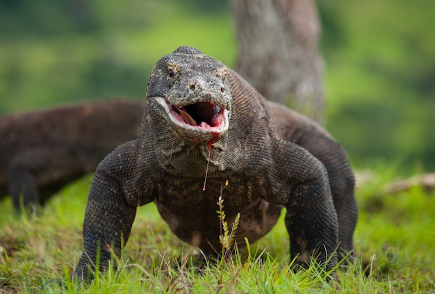 El dragón de Komodo está en el suelo. Indonesia. Parque Nacional de Komodo.