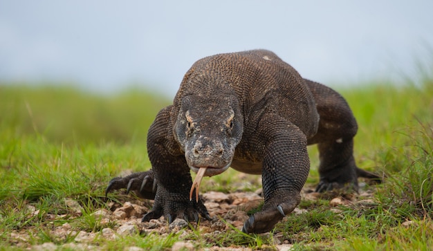 El dragón de Komodo está en el suelo. Indonesia. Parque Nacional de Komodo.