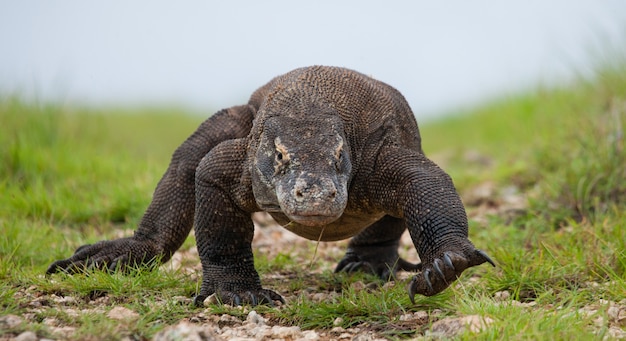 El dragón de Komodo está en el suelo. Indonesia. Parque Nacional de Komodo.