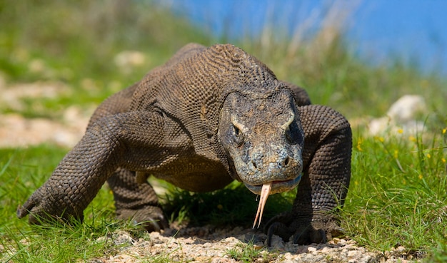 El dragón de Komodo está en el suelo. Indonesia. Parque Nacional de Komodo.