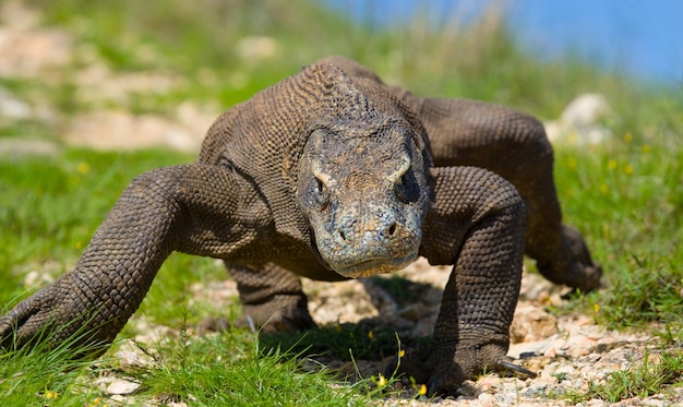 El dragón de Komodo está en el suelo. Indonesia. Parque Nacional de Komodo.