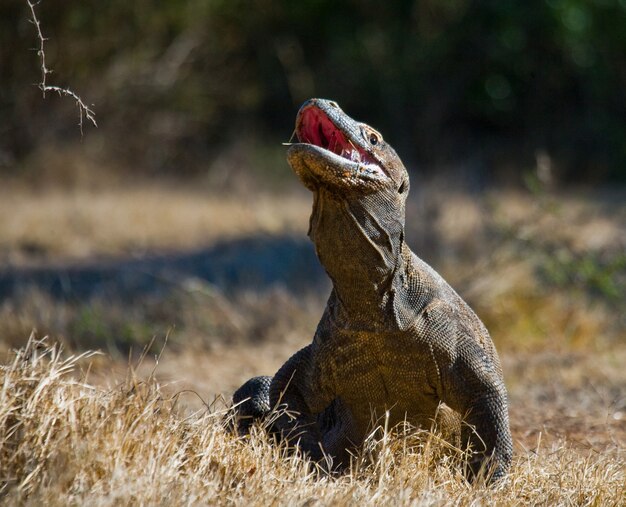 El dragón de Komodo está en el suelo. Indonesia. Parque Nacional de Komodo.