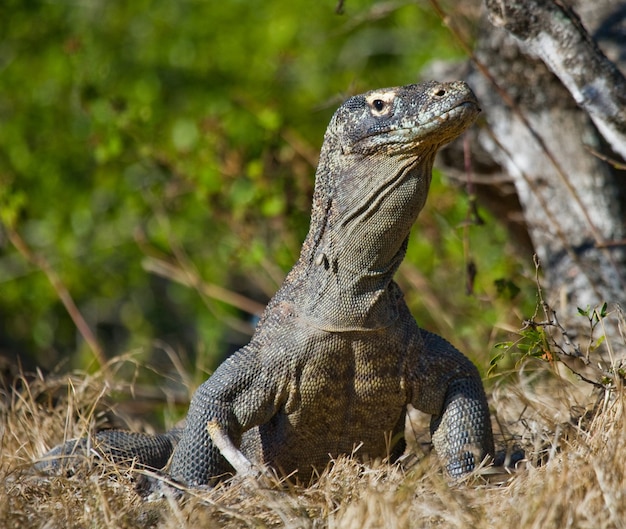 El dragón de Komodo está en el suelo. Indonesia. Parque Nacional de Komodo.