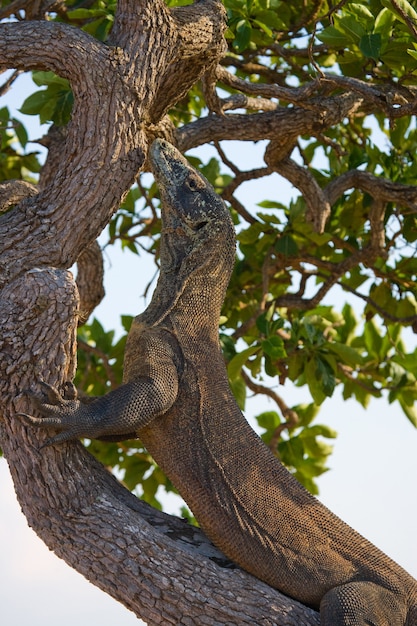 El dragón de Komodo está trepando por un árbol. Indonesia. Parque Nacional de Komodo.