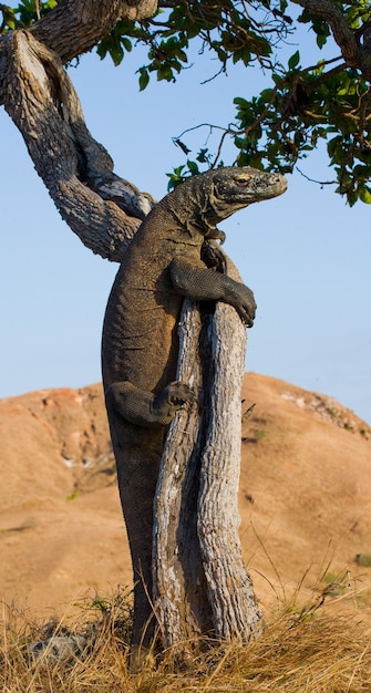 El dragón de Komodo está trepando por un árbol. Indonesia. Parque Nacional de Komodo.