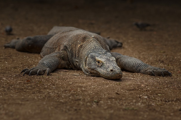 Dragón de Komodo en el hermoso hábitat natural de la famosa isla de Indonesia