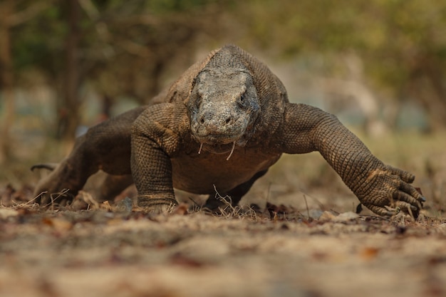 Dragón de Komodo en el hermoso hábitat natural de la famosa isla de Indonesia