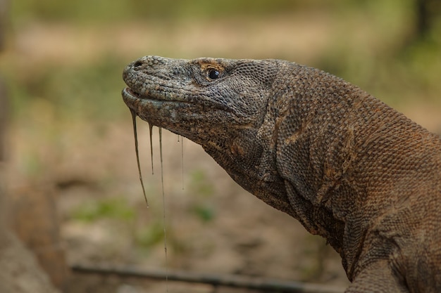 Dragón de Komodo en el hermoso hábitat natural de la famosa isla de Indonesia