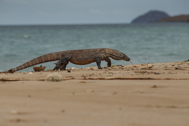 Foto dragón de komodo en el hermoso hábitat natural de la famosa isla de indonesia