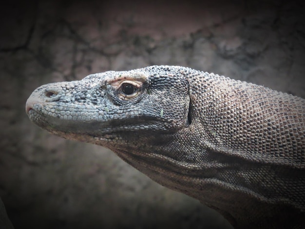 Dragón de Komodo en peligro de extinción o Varanus komodoensis