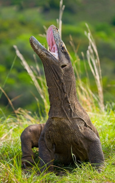 Foto el dragón de komodo está en el suelo. indonesia. parque nacional de komodo.