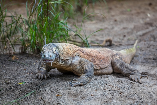 Dragón de Komodo en el suelo