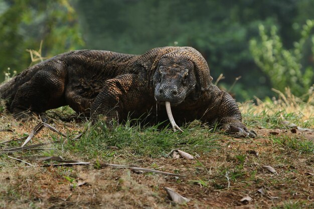 Foto el dragón de komodo