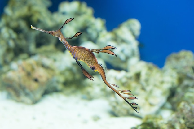 Dragón de mar frondoso nadando en el acuario